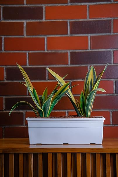 Garbnoire Rectangular Plastic Pots for Plants,16 Inch Flower Pots for Home, Window Display, Office, Garden - Set of (1, White)