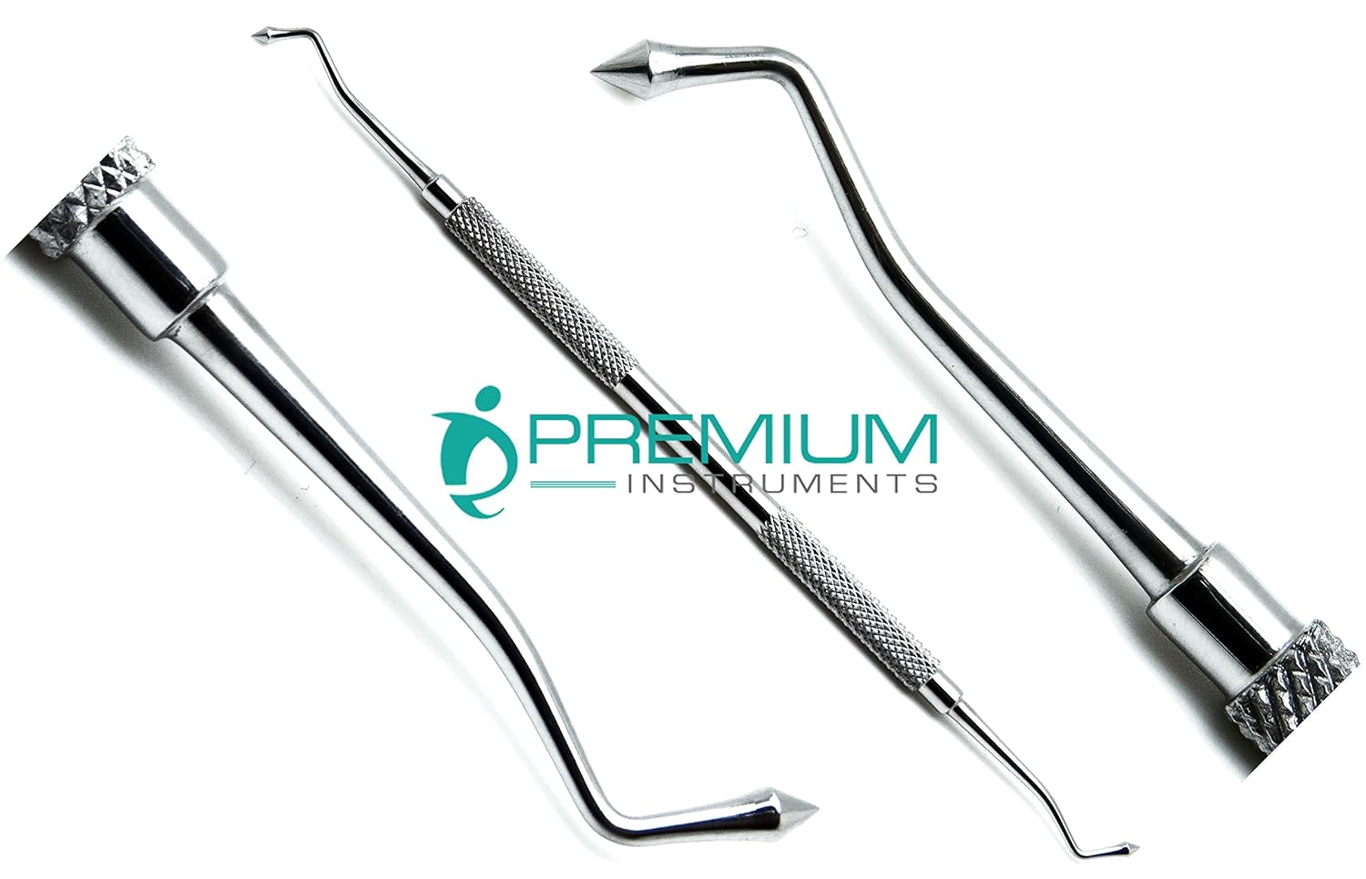 Acorn Anatomy Anatomical Charts & Posters