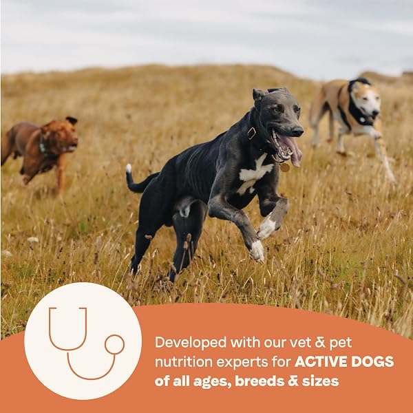 CANIDAE ALL LIFE STAGES HIGH PROTEIN DRY DOG FOOD, SALMON & ANCIENT GRAINS RECIPE, 4 LBS.
