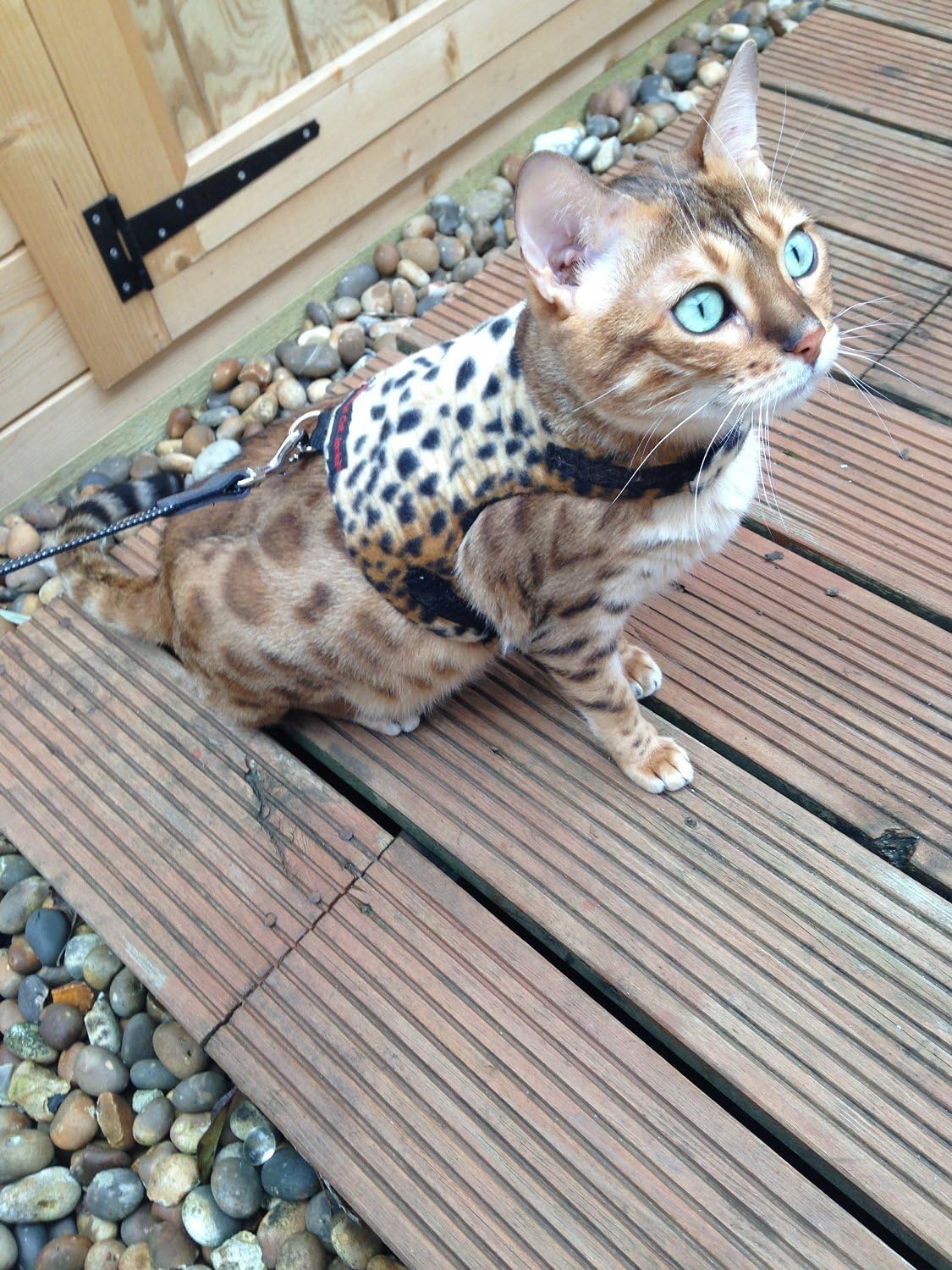 Mynwood Cat Jacket/Harness Leopard Fleece Adult Cat