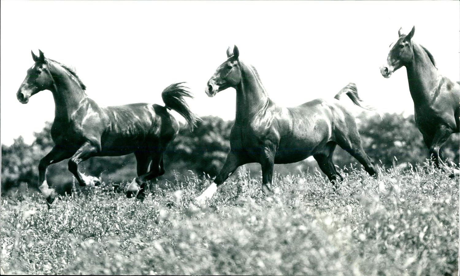 Photographs - Vintage photo of The Vaux Brewery Dray horses roaming