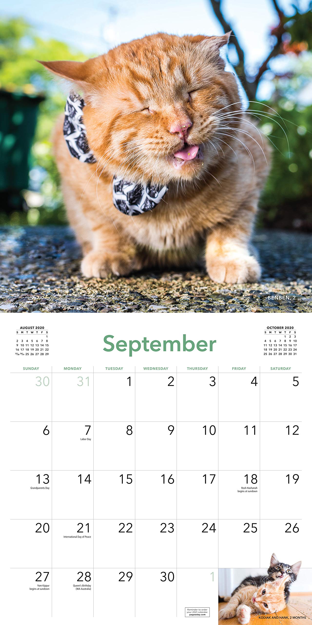 2020 Cats On Catnip Wall Calendar Amazon Es Marttila Andrew Workman Calendars Libros En Idiomas Extranjeros