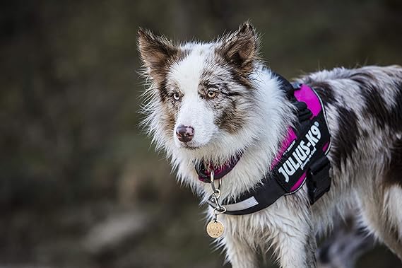 julius k9 harness cockapoo