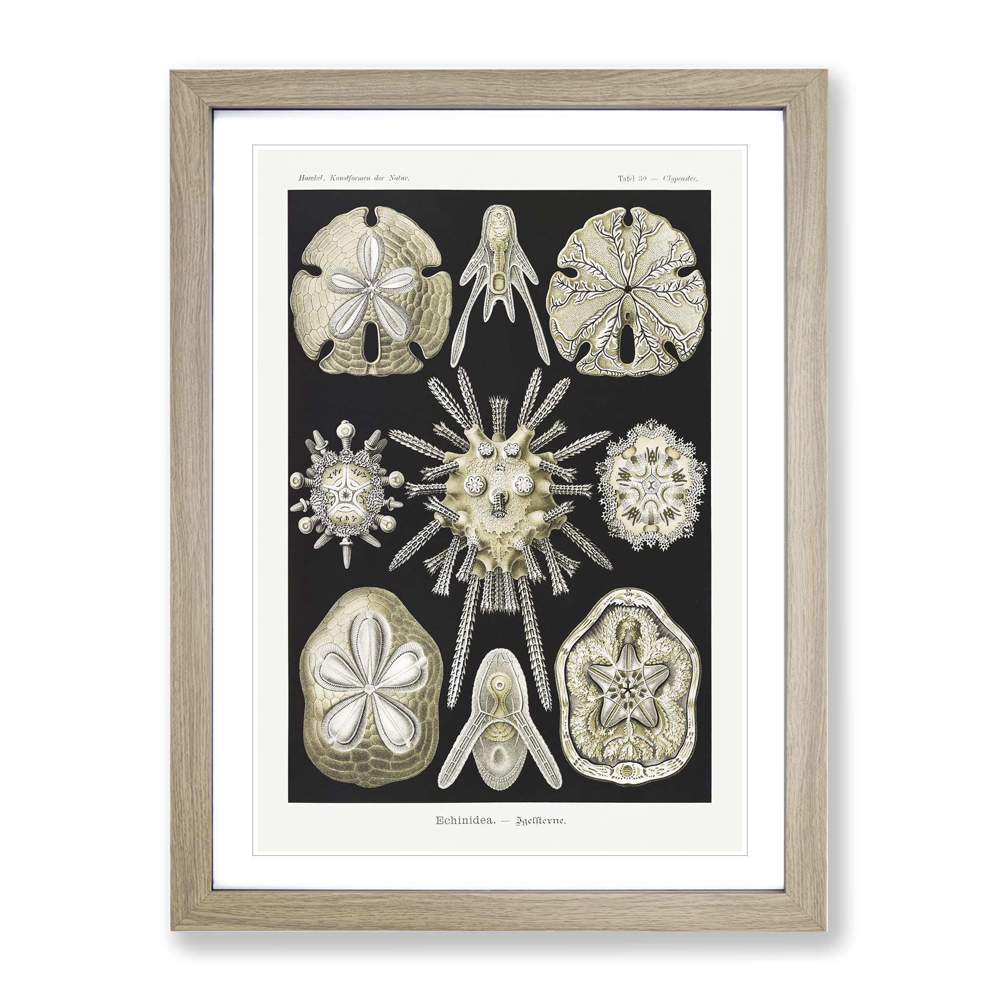 Echinoida Sea Urchin Vol.1 By Ernst Haeckel Vintage Framed Wall Art Print, Ready to Hang Picture for Living Room Bedroom Home Office Décor, Oak A4 (34 x 25 cm)