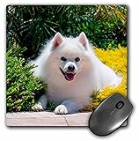 3D Rose"American Eskimo Lying in Garden