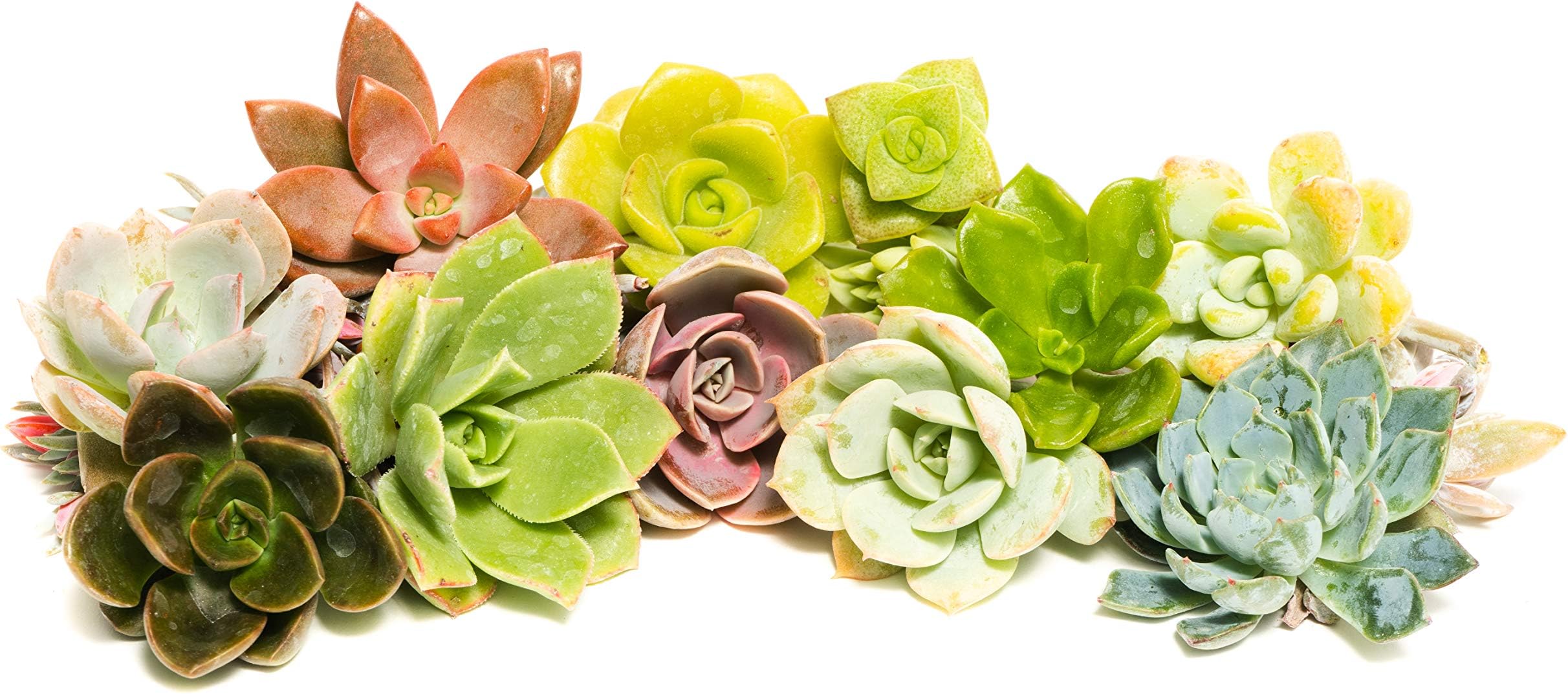Succulent Rosette Cutting Pack- Brighten Up Your Garden with A Wide Variety of Healthy Rosette Succulent Plants Ready to Be Rooted by Jiimz (10 Pack)