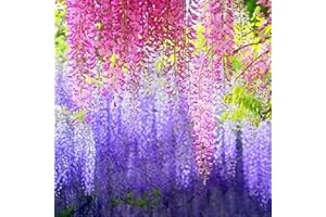 DICHMAG 30+ Rare Wisteria Tree Seeds Mixed Color - Exquisite Ornamental Vine Climber for Your Garden