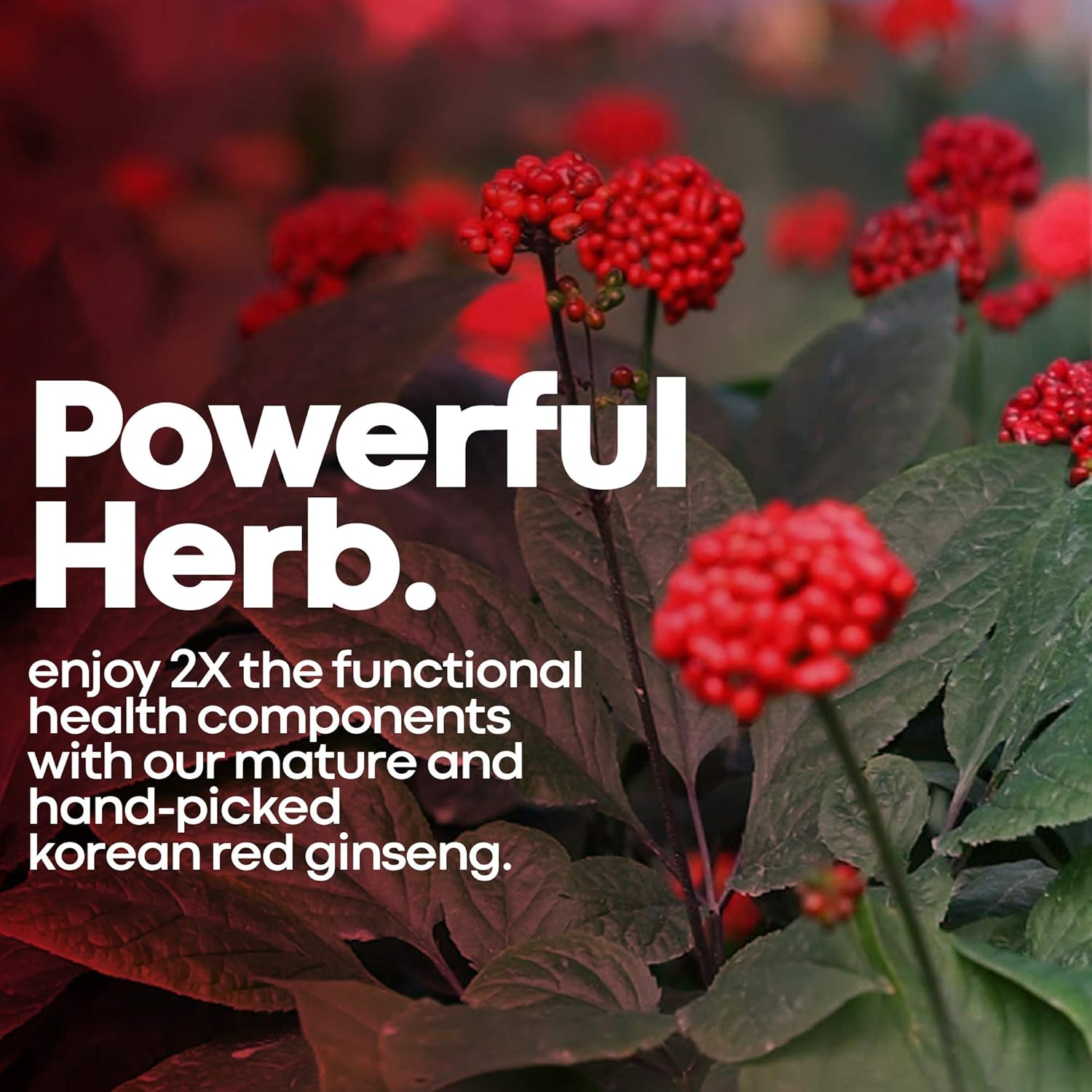 High Strength Korean Red Panax Ginseng Capsules 1500 mg Supplement -120 Vegan Pills High Ginsenosides Powder Extract to Boost Energy, Endurance, Mood, Performance: Health & Personal Care