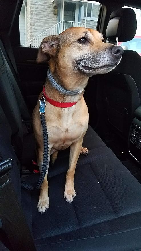 dog car seat belt amazon