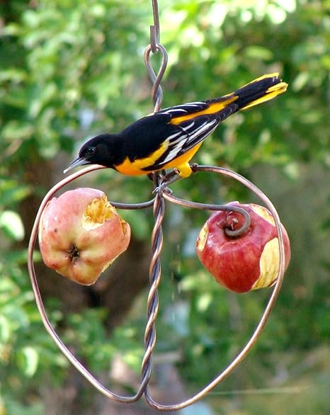 Amazon Com Songbird Essentials Johnny Apple Feeder Bird Houses