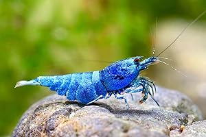 SF Aquatic™ 10 Blue Bolts Shrimps Caridina Taiwanese Bee Live Freshwater Shrimps for Aquarium. Juveniles Size 1/2-1 inch. Live Arrival Guarantee.