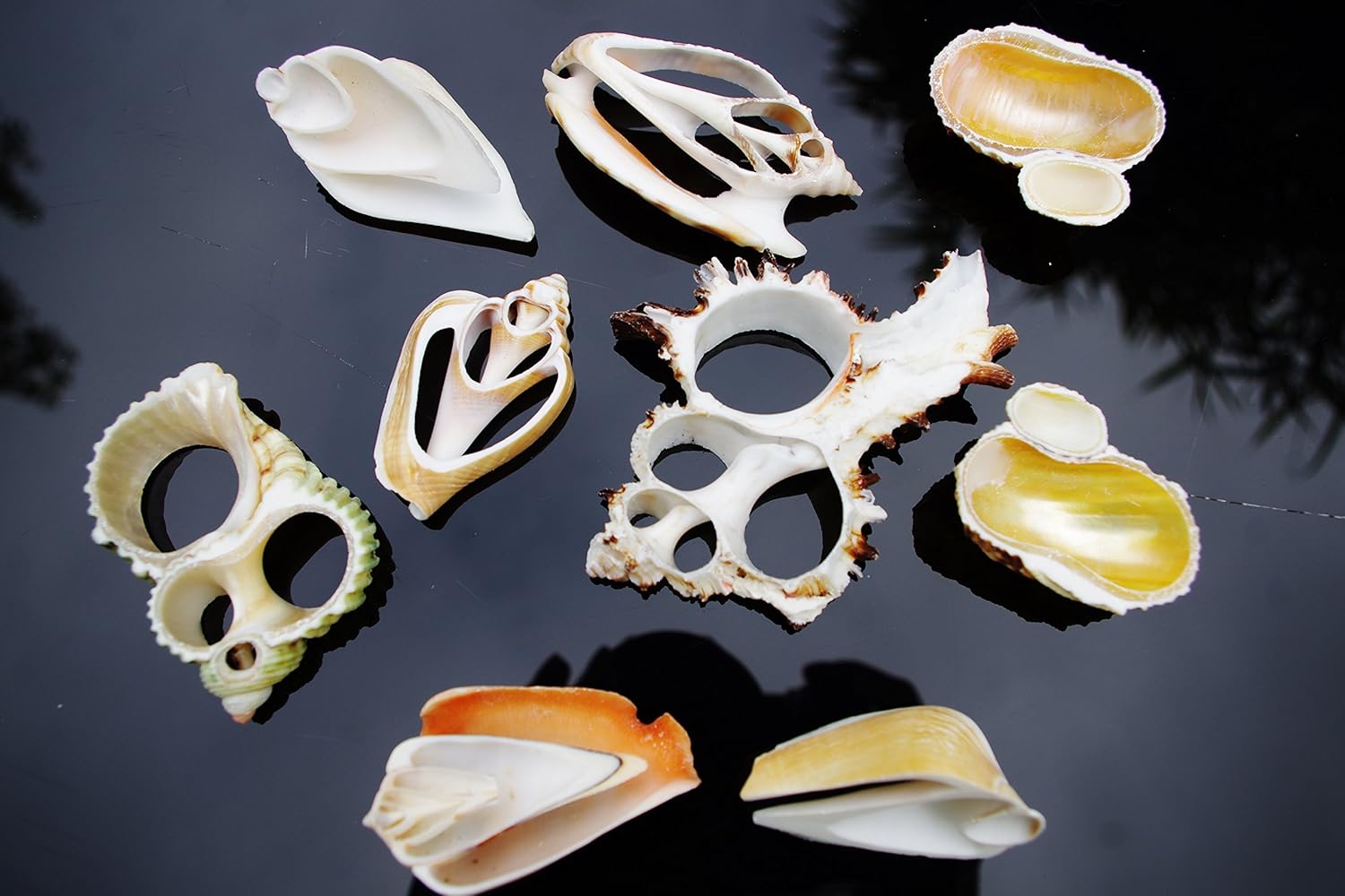 Sliced Cut Assorted Sea Shells (100g 14 pieces) for Craft and Display