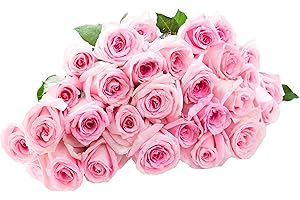 Blooms2Door PRIME NEXT DAY DELIVERY - Mother’s Day Collection - 25 Pink Roses.Gift for Birthday, Anniversary, Get Well, Easter, Valentine, Mother’s Day Fresh Flowers