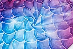Superband Mermaid Tail for Swimming for Women and