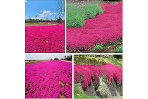 BREOUDO 2000+ Red Creeping Thyme Seeds for Planting Thymus Serpyllum - Heirloom Ground Cover Plants Easy to Plant and Grow - Open Pollinated