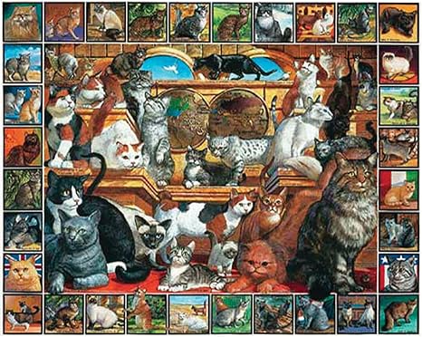 how to know if a cats pregnant