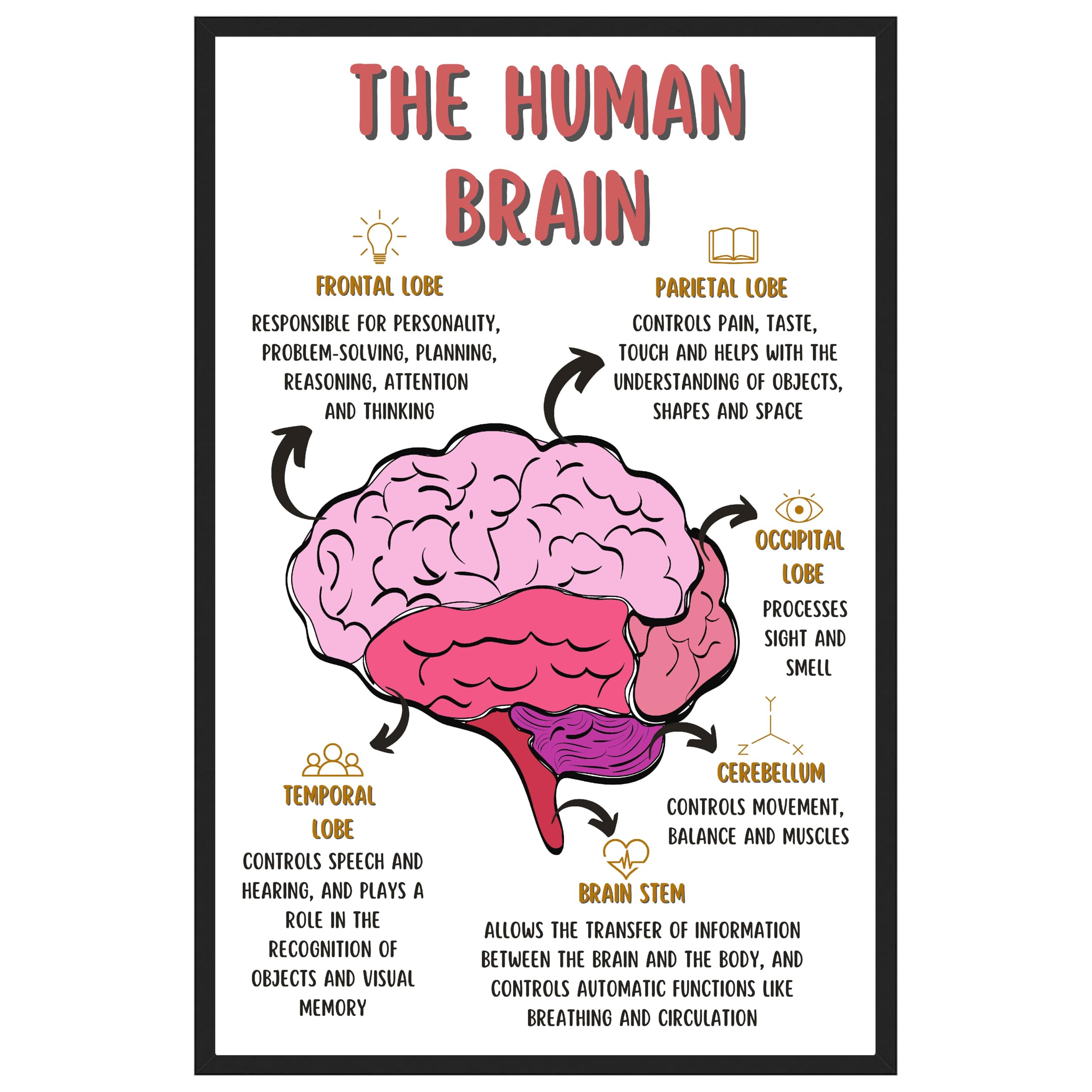 Photo 1 of The Human Brain Poster, Mental Health Office Print, Therapy Decor Art, Therapist Psychologist Guidance Counselor Office Decor Wall Art - 11x17 in. LAMINATED - No Frame