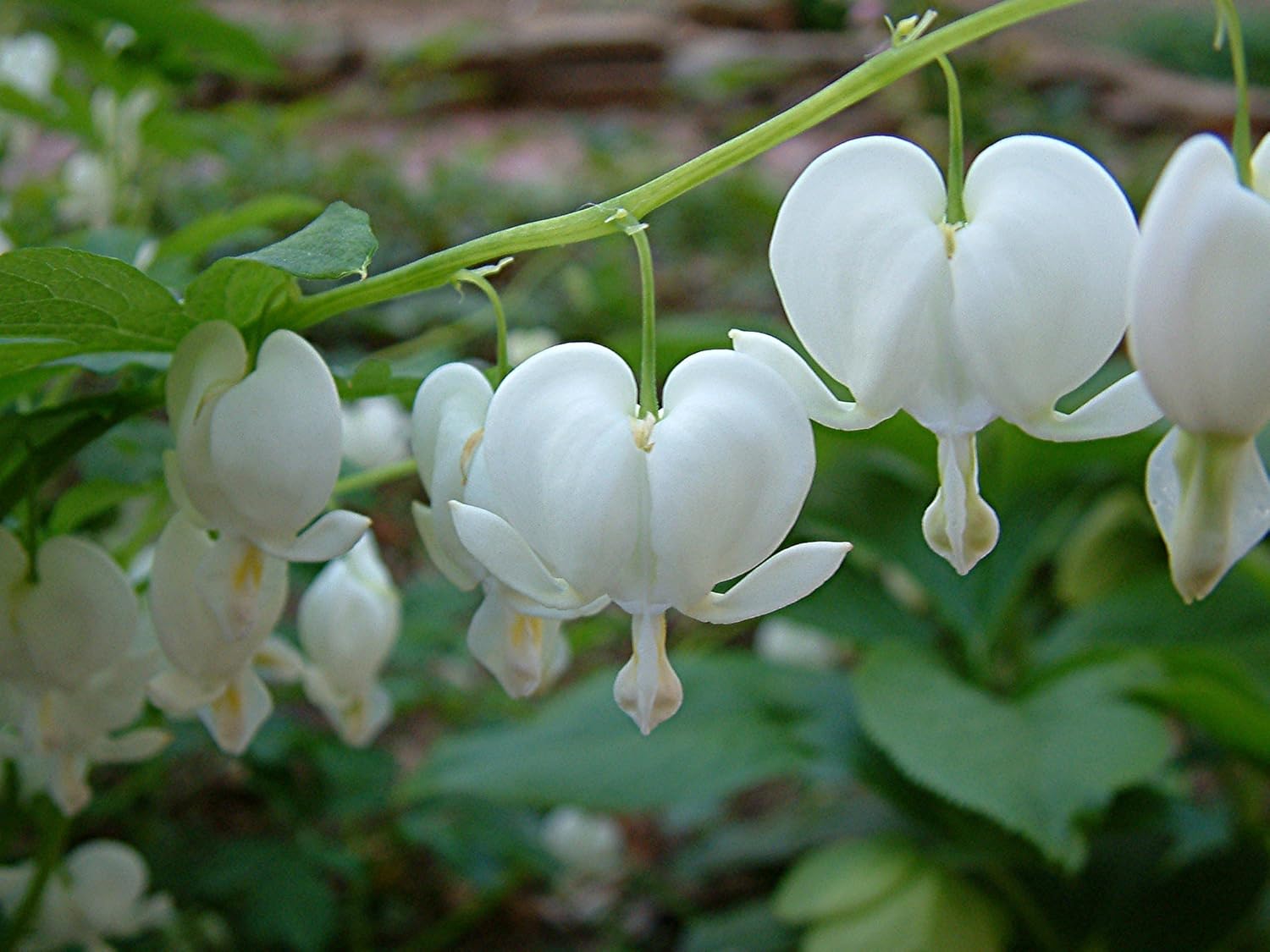 Lamprocapnos spectabilis Alba (syn Dicentra s. Alba) Love Lies Bleeding Plant in 9cm Pot