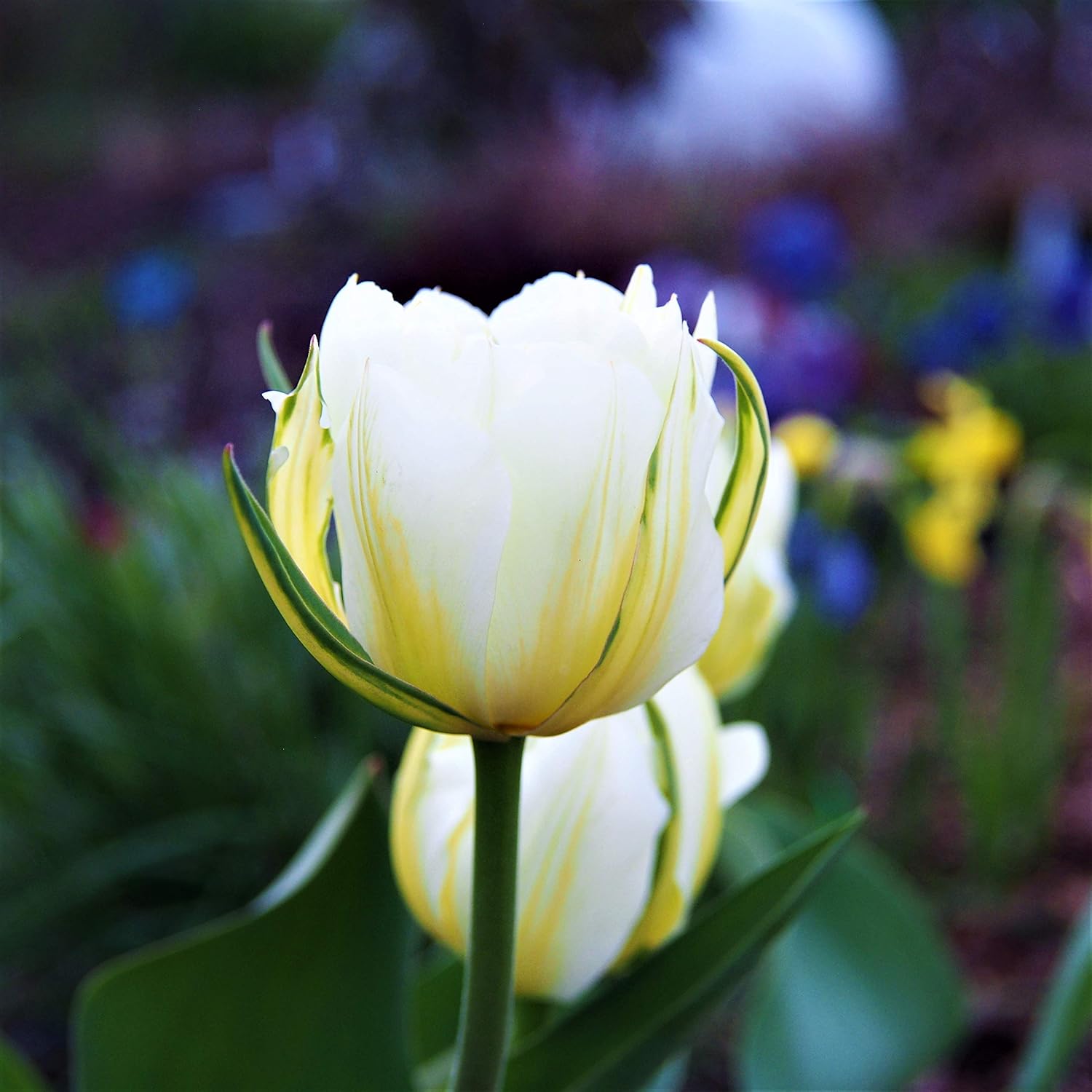 Double White Tulips The Edge 5 Large Bulbs 12+ cm