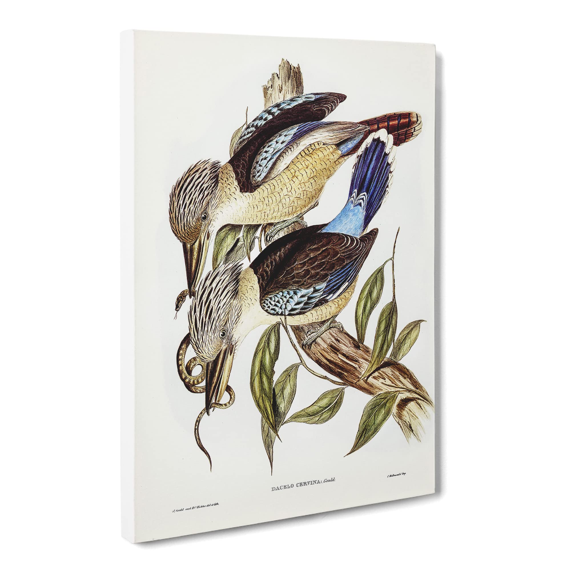 Fawn Breasted Kingfishers By Elizabeth Gould Canvas Print | Gallery Wrapped 30mm Frame Wall Art | 20x14 inches | Ready to Hang | Retro Animal Picture | Living Room Bedroom Lounge Office