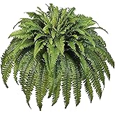 Forestwave Artificial Ferns for Outdoors Large, 98 Fronds Fake Fern with Budlets, Realistic Faux Ferns Suitable for Home Indoors Greenery Decor, Entrance Porch Garden Windowsills Hanging or Potted