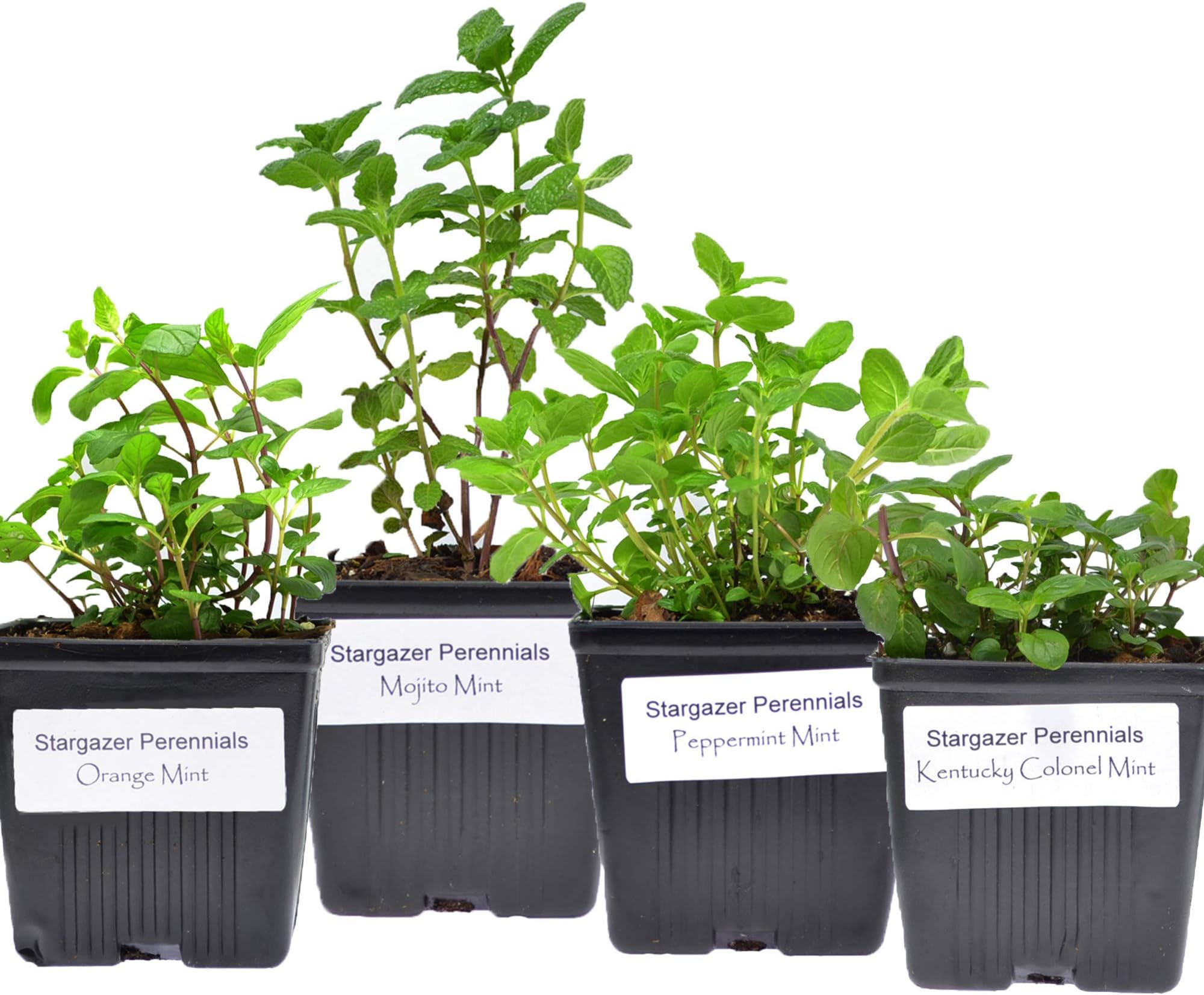 Stargazer Perennials Fresh Mint Collection (4) Potted Live Plants | Mojito Peppermint Orange Kentucky Colonel | Great Gift Herb Kit for Drinks Grown Organic - Easy to Grow
