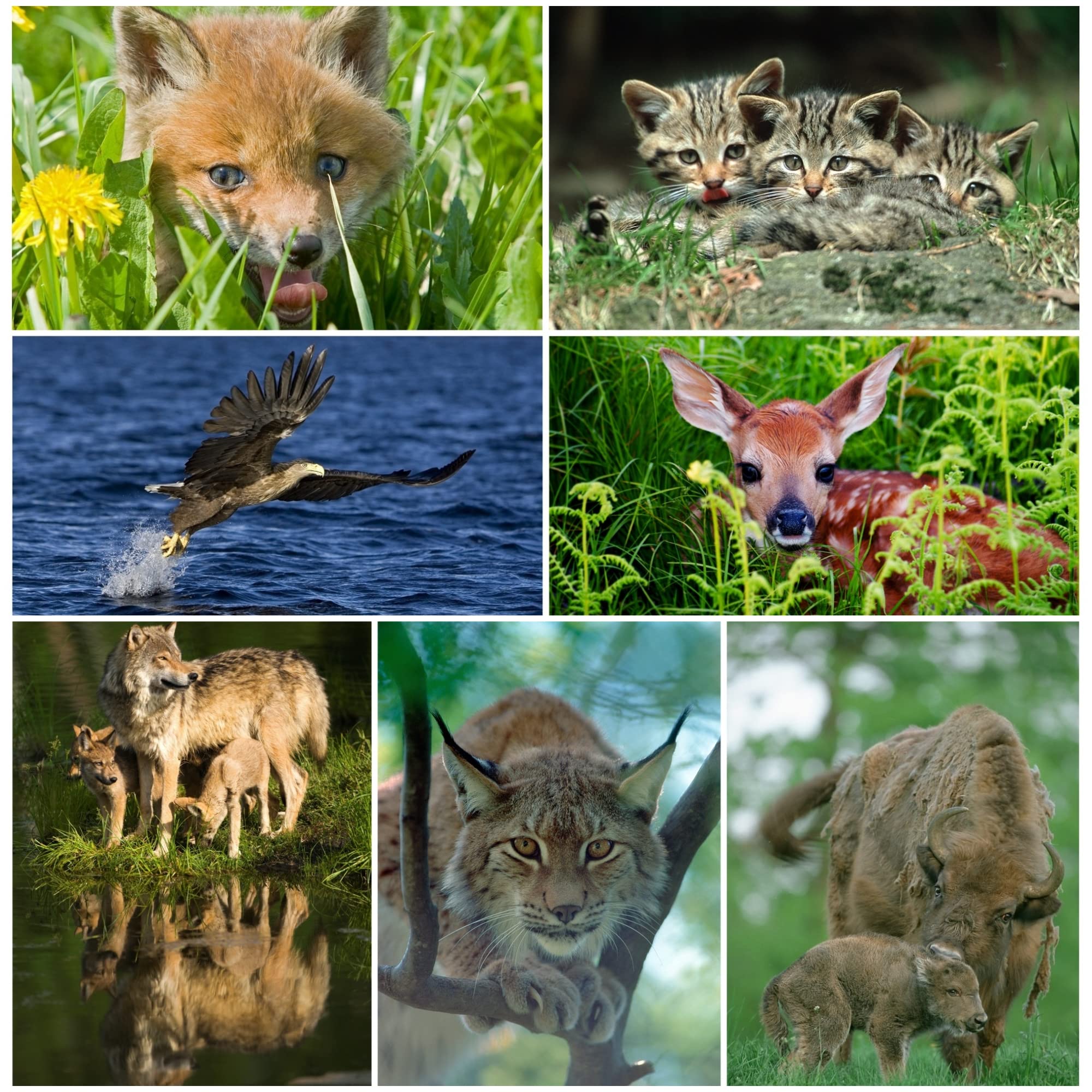 Postcrossing Postcard Set 3D European Wildlife (Lynx, Wildcats, Racoons, Elk, etc.)