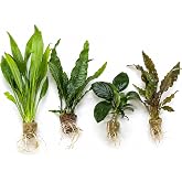 Live Aquarium Plants Bundle 4 Pack - Amazon Sword, Cryptocoryne &amp; 2 Java Fern - Easy Beginner Freshwater Plants for Betta &amp; Shrimp Tanks, No CO2 Needed