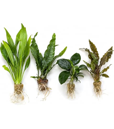 Amazon.com: Generic Bucephalandra Live Aquarium Plant Collection
