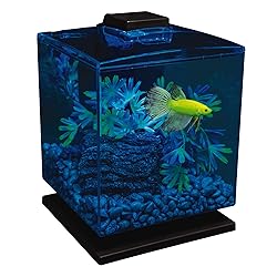 GloFish Betta Aquarium Kit 1.5 Gallons, Easy Setup