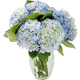 KaBloom Flowers - Summer Beauty Bouquet of 6 Blue Hydrangeas with Vase.Gift for Birthday, Get Well, Easter, Valentine, Mother&rsquo;s Day Fresh Flowers