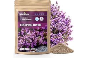PLANTMEW 20000+pcs Creeping Thyme Seeds for Planting – Non-GMO Ground Cover Flowers –10g Edible Herb Seeds for Planting Lawns & Paths