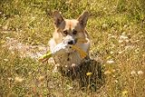 Petface Latex Chicken Squeak Soft Chew Dog Toy Large view 6