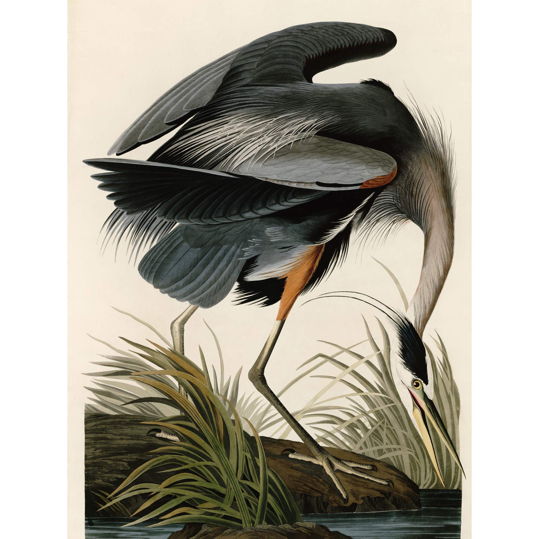Artery8 Audubon Birds Great Blue Heron Painting Large Wall Art Poster Print Thick Paper 18X24 Inch