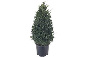 Premier Plant Solutions Buxus Cranberry Creek G3