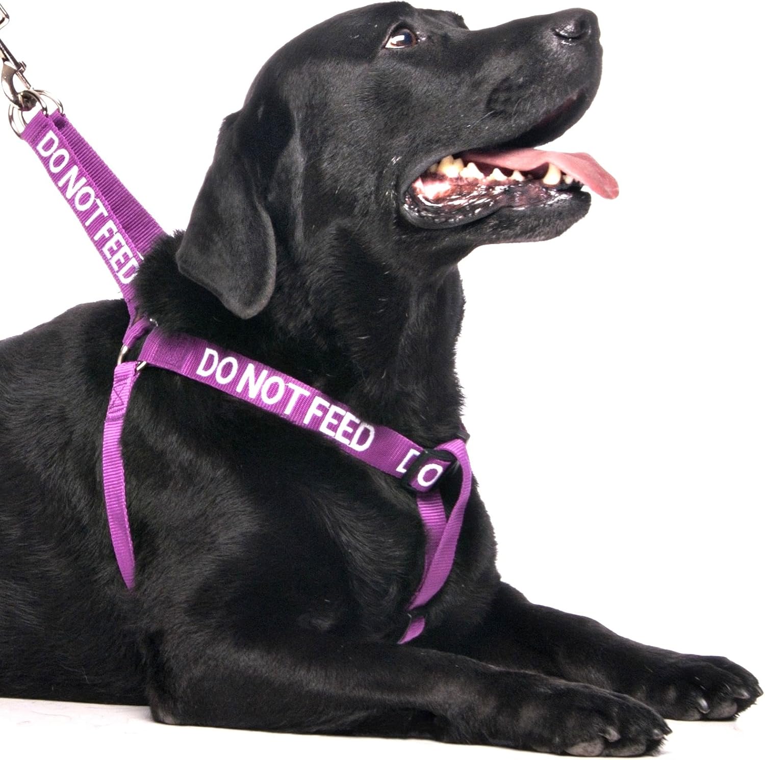 Dexil Dog Harness 2025