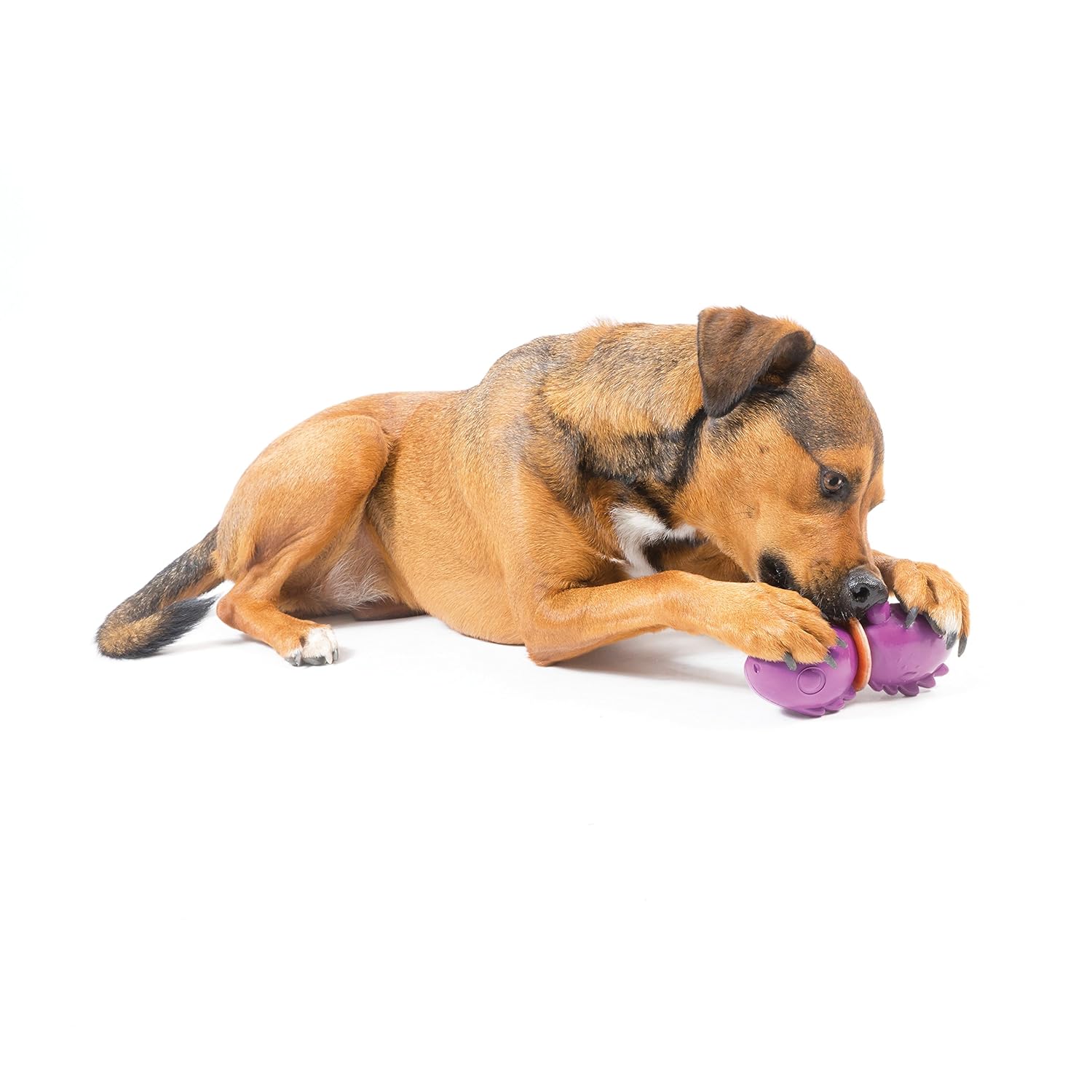 juguetes con premio para perros