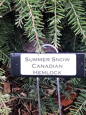 Buy Milcoast Matte Waterproof Tear Resistant Address Labels 1 ...