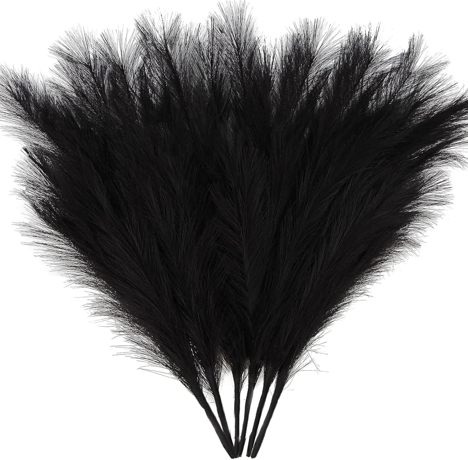 Dried & Preserved Flora - ZIFTY Pampas Grass 6-Pcs 17