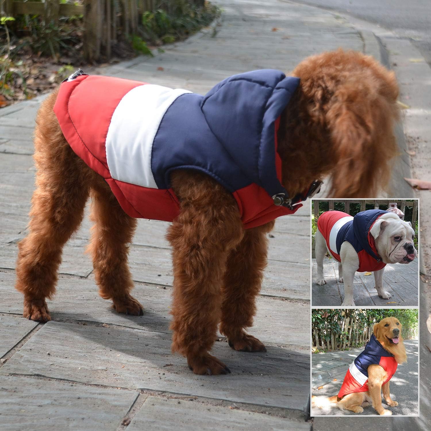 labradoodle jacket