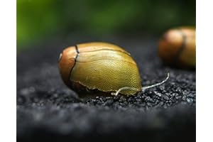 Aquatic Arts 5 Tiger Eye/Olive Nerite Snails | Nano Aquarium Tank Snail | Great with Dwarf Shrimp/Aquarium Plants/Freshwater Fish