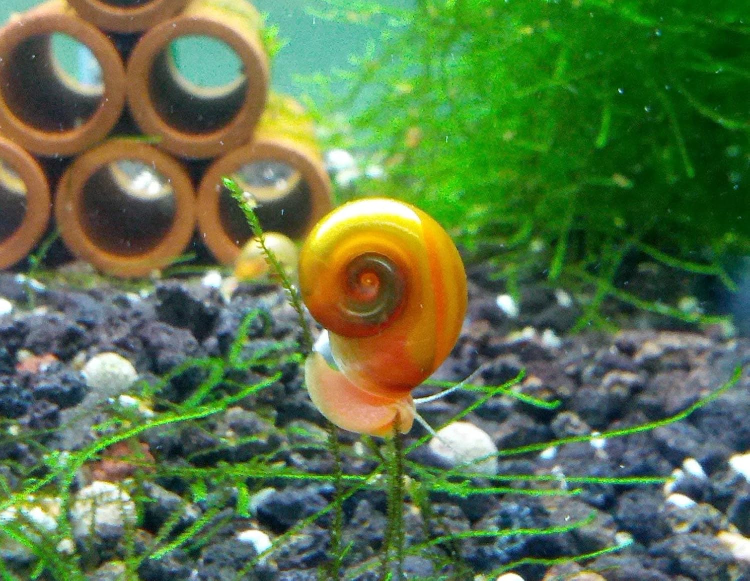 best snails for freshwater planted tank