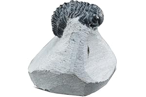 KALIFANO Authentic Natural Arthropod Trilobite Fossil in Matrix - Marine Trilobita/Calymene for Fossil Collections and Education Purposes (Information Card Included)