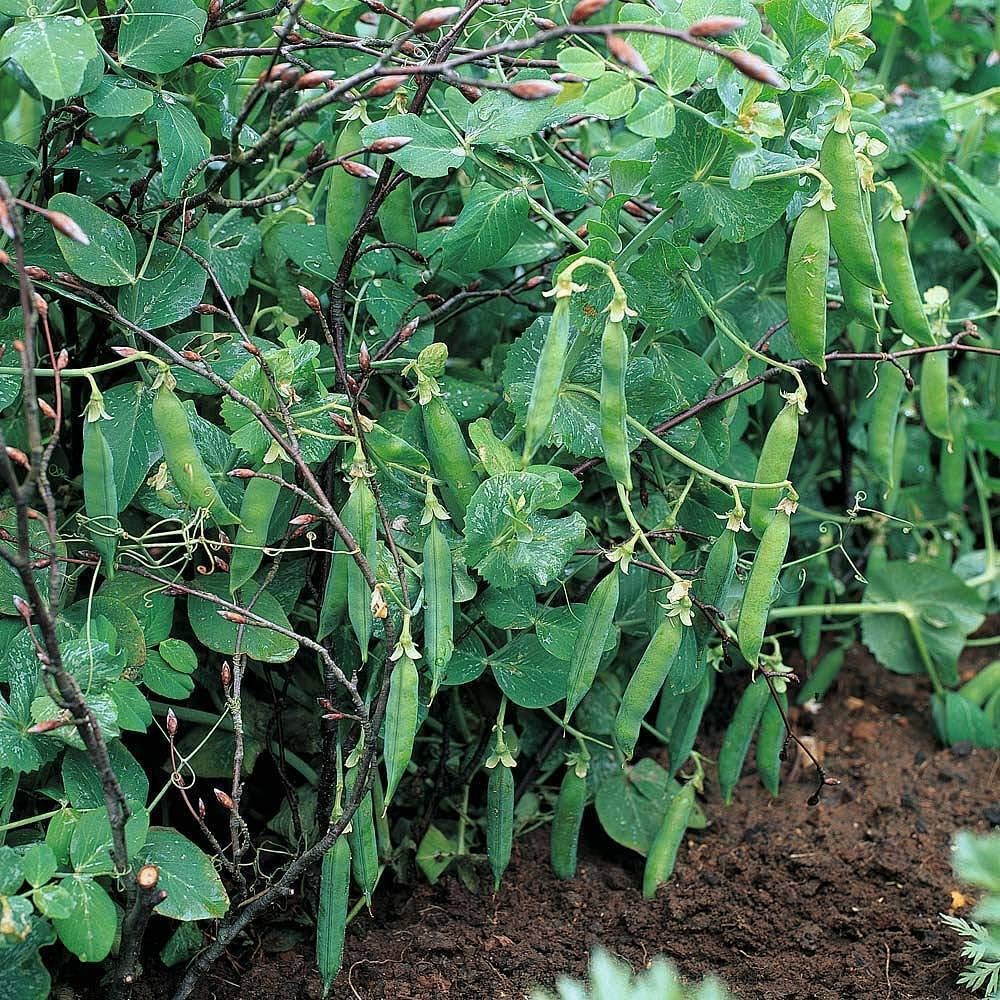 Pea 'Meteor' Seeds Hardy Annual Vegetable Garden Plants Easy to Grow First Early 1 Packet of 250 Seeds by Thompson and Morgan