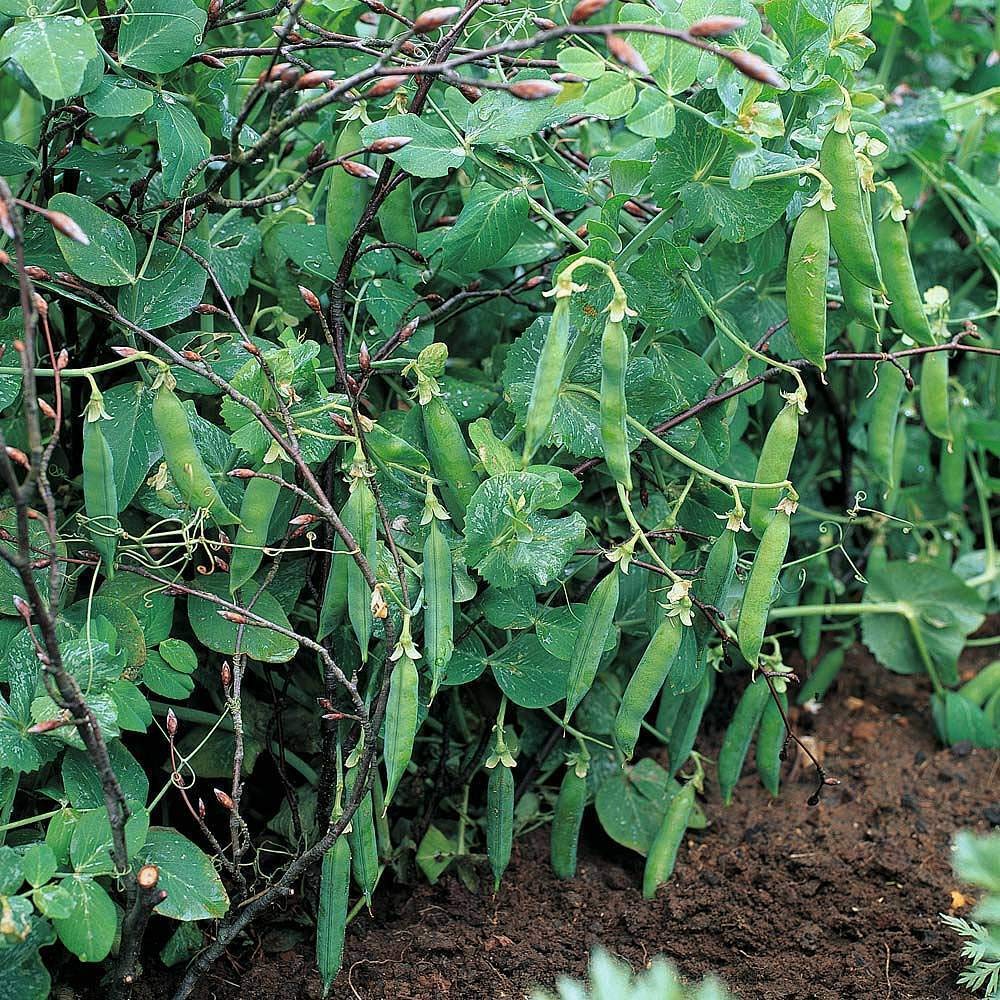 Pea 'Meteor' Seeds Hardy Annual Vegetable Garden Plants Easy to Grow First Early 1 Packet of 250 Seeds by Thompson and Morgan