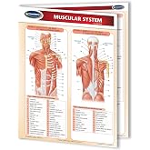 Muscular System Guide - Laminated Medical Quick Reference Guide by Permacharts