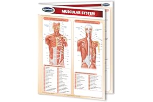 Human Muscular System 8.5" x 11" Reference Guide - Laminated Medical Quick Reference Guide by Permacharts