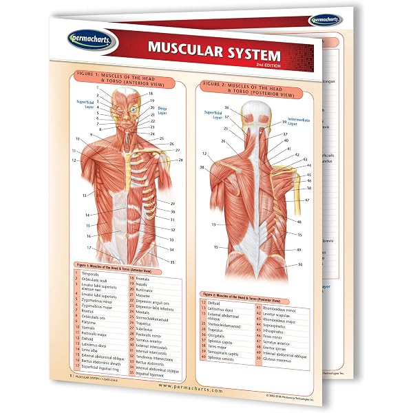 Anatomy Reference Guide: Perez, Vincent: 9781423242666: Amazon.com