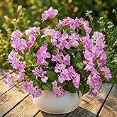 REIMUCO Bougainvillea Artificial Faux Bougainvillea Outdoor 4 Pack Fake Bougainvillea Hanging Flowers Artificial Bougainvillea for Indoor Home Porch Valentine's Day Decor No Vases(White Purple)