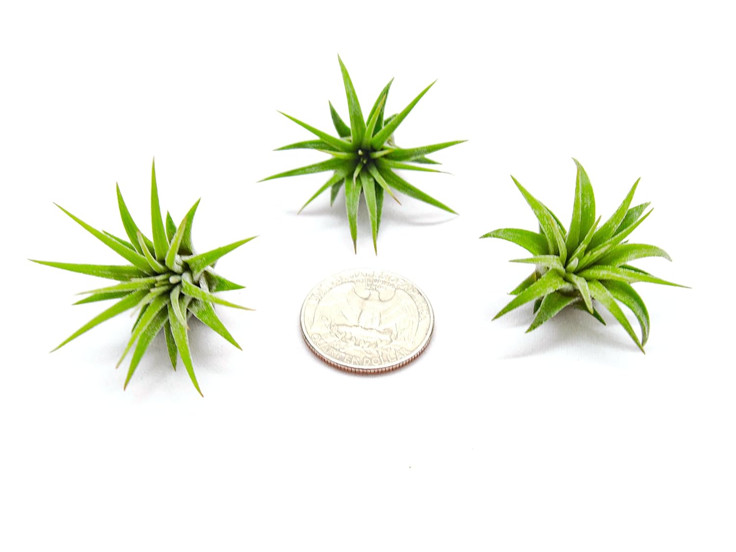 Miniature Fairy Garden Plants - Live Tillandsia Air Plants